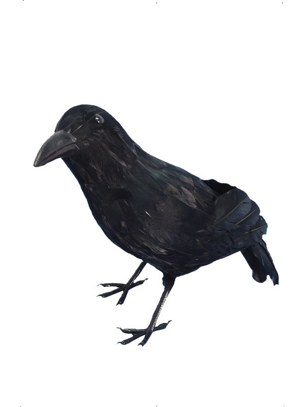 Crow